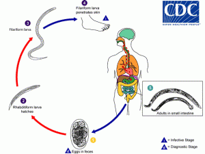 The life cycle of the human hookworm. Center for Disease Control