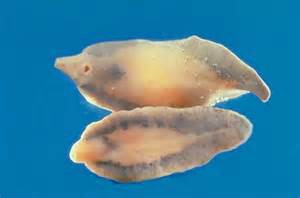 The human liver fluke. one of the trematod flatworms that are parasitic. Photo: University of Pennsylvania