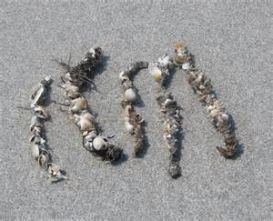 The tube of a common tubeworm found on panhandle beaches; Diopatra. Photo: University of Michigan
