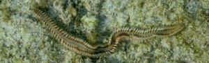Neredia are one of the more common polychaete worms. Photo: University of California Berkley