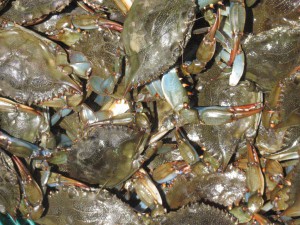 The crab of choice in the northern Gulf of Mexico; blue crab. Photo: FWC
