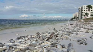 Dead fish line the beaches of Panama City. Photo: Randy Robinson