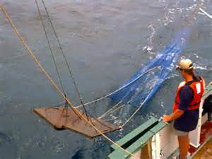 The basic otter trawl used for shrimping. Photo: North Carolina State University