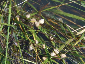 Marsh periwinkles will climb cordgrass to avoid predation by blue crabs and terrapins.  Photo: Molly O'Connor