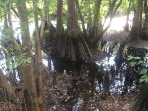 IMG_0391