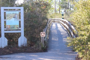 At the kayak launch at Johnson's Beach is a short trail through the dunes of Perdido Key. You will be able to view a variety of plants and birds, or maybe, as I did, find a large coachwhip basking on a dune.