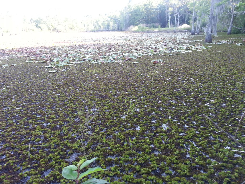 Giant Salvinia mats completely covering Bay County pond. This fast growing invasive can double in coverage every two weeks! Photo by L. Scott Jackson