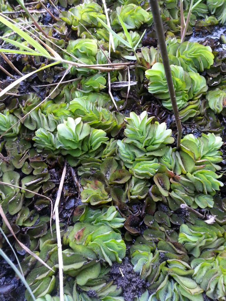 Active growing Giant Salvinia was observed growing out of the pond water on to moist soils and emerging cypress and tupelo tree trunks. Photo by L. Scott Jackson