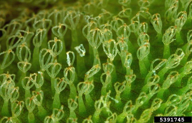 Photo by Barry Rice, sarracenia.com, Bugwood.org Rows of egg beater or light bulb shaped leaf hairs are a unique identifying characteristic of giant salvinia.