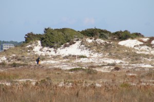 The dune fields of panhandle barrier islands are awesome - so reaching over 50 ft. in height. This one is near the Big Sabine hike (notice white PVC markers).
