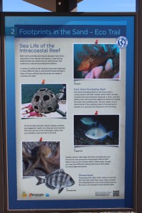 The Santa Rosa island Authority's Eco-Trail has 28 kiosk to navigate and learn about the natural history of the island. It is a fun and educational trip. You can get the map for the trail at the visitors center on Pensacola Beach.