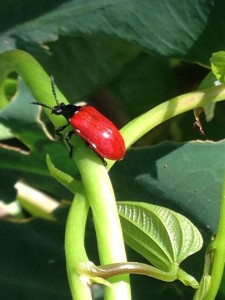 Air potato beetle up close. Photo by Julie McConnell
