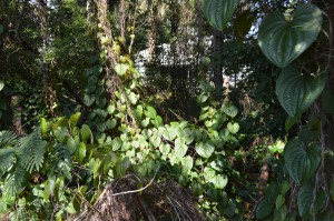Air potato vine. Photo by Scott Jackson