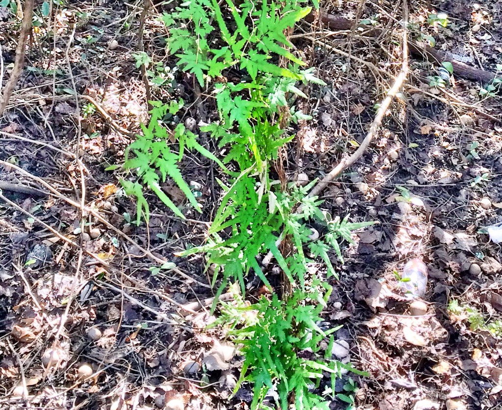 Japanese Climbing Fern can quickly cover natural vegetation. Spores and small plants can be potentially transported in pine straw. Climbing ferns are a problem for managed timber and home landscapes. Photo by L. Scott Jackson