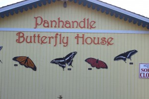 The Panhandle Butterfly House is located just to the west of the traffic light on Highway 98 as you leave Navarre Beach. 
