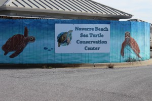 The Navarre Beach Sea Turtle Conservation Center. 