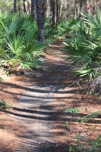 One of the many Florida State Forest trails in South Walton.