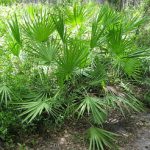 saw-palmetto-palm-tree-picture