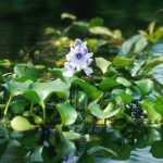 waterhyacinth4