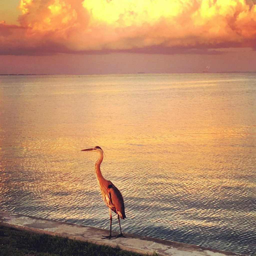 A great blue heron at sunset stalks the shoreline ready for his next meal. Scenes like this await coastal visitors. It's an experience like no where else. Photo by the author.