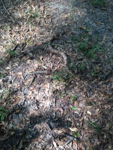 Photo 3. Typical Southern Copperhead Crossing a Woods Road in Gadsden County. Photo by Shep Eubanks - UF/IFAS