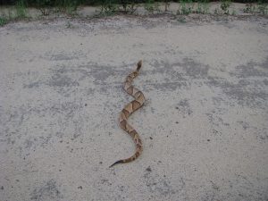 Photo 1. Large Southern Copperhead in Gadsden County - Photo by Shep Eubanks UF/IFAS