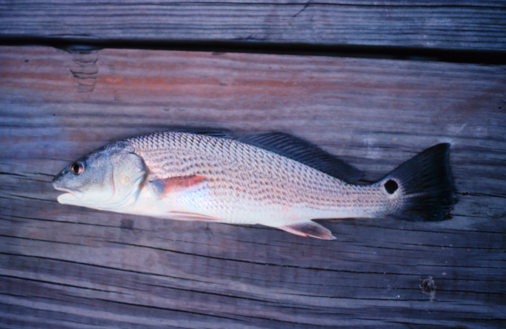 The Autumn Journey of Red Drum - UF/IFAS Extension Bay County