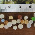 Small microbeads called "nurdles" are used to fill stuffed animals and to make larger plastic products. Photo: UF IFAS St. Johns County