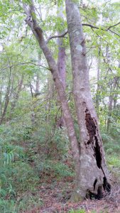 Beech, magnolia and native river cane (arundinaria) characterize hardwood forests in the Red Hills Photo by Jed Dillard