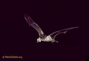 Brazilian free-tailed bat (Tadarida brasiliensis) eating a corn earworm moth (Helicoverpa zea).