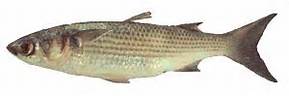The Striped Mullet. Image: LSU Extension
