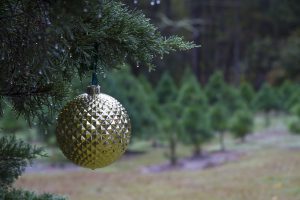 A christmas tree decoration hanging upon a Christmas tree at a tree farm