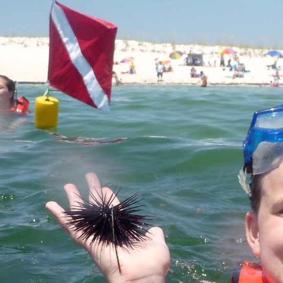 Long Spined Sea Urchin