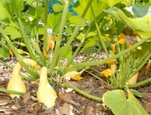 Squash