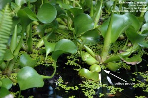 hyacinth petiole