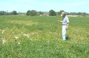 Peanut Nematode Symptoms