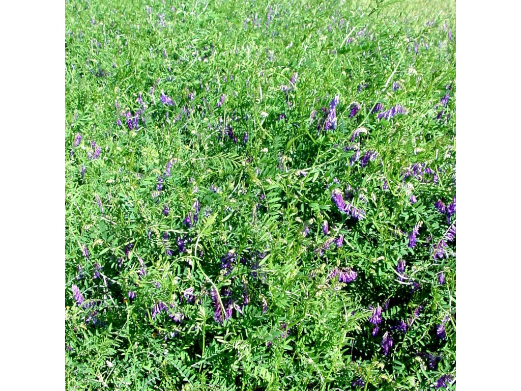 Vetch is a native forage legume planted can be planted for cool season forage