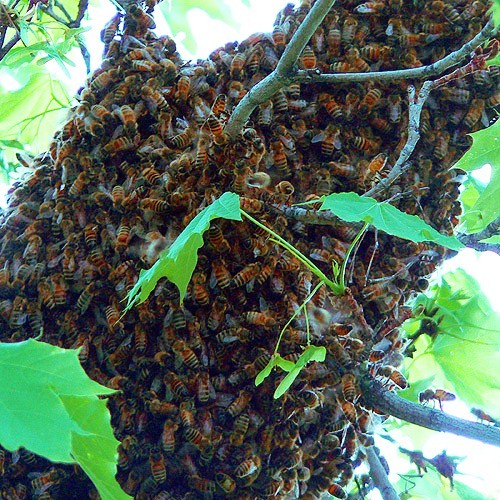 Preventing Honey Bee Swarms In Managed Beehives Ufifas Extension