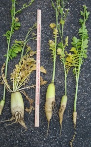 Measuring taproots of radish