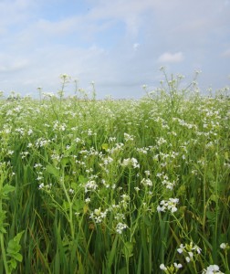 oats and sodbuster radish