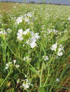 Flower of radish