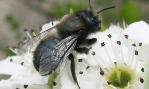 Blue Orchard Bee