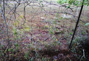 Unmanaged fence rows can hide an assortment of problems