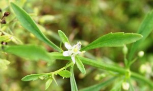 goatweed flowers by Brent Sellers