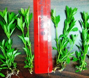 goatweed seedlings