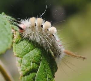 Whitemarked Tussock Moth caterpillars are one of may caterpillars now emerging in Wakulla County. All are hungery and ready to eat.