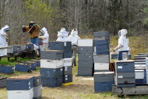 Sometimes escalating feeding frenzy can engulf the whole apiary, with bees from many hives robbing each other. Photo by: University of Florida Honey Bee research and Extension Lab