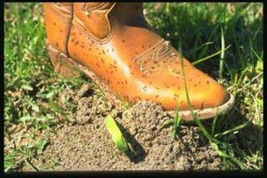 When it comes to Agricultural Operations, Imported Fire Ants are more than just a biting pest. Photo by Dr. Bastiaan “Bart” Drees STATEWIDE Extension Program Specialist Texas A&M University