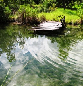 Warm temperatures and longer days have kicked pond productivity into “high gear.” 