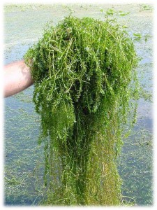 This non-native and highly invasive aquatic plant is one of the world's worst weeds.  Learn more about it to prevent its spread or establishment in your pond!